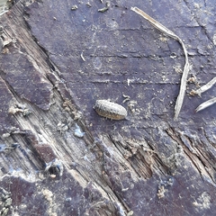 Armadillidium versicolor