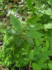 Cestrum elegans