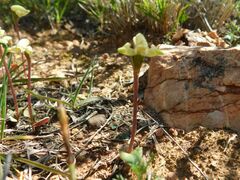 Disperis villosa