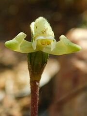 Disperis villosa