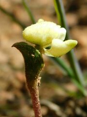 Disperis villosa
