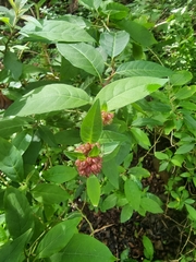 Cestrum elegans