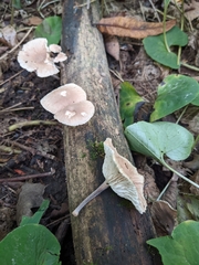 Collybiopsis dichroa