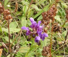 Prunella grandiflora