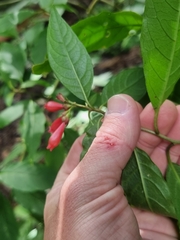 Cestrum elegans