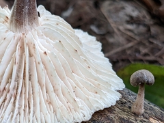 Collybiopsis dichroa