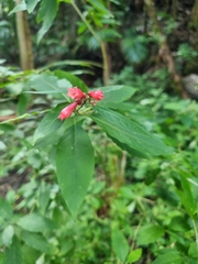 Cestrum elegans