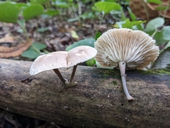 Collybiopsis dichroa