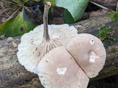 Collybiopsis dichroa