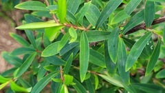 Hypericum subalatum