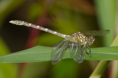 Hemigomphus heteroclytus