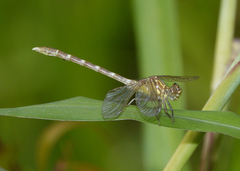 Hemigomphus heteroclytus