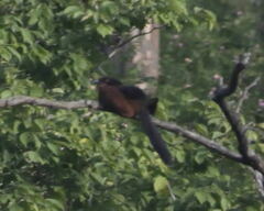 Centropus sinensis