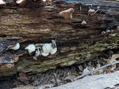 Hypomyces tremellicola