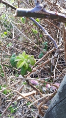 Rubus fruticosus