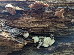 Hypomyces tremellicola