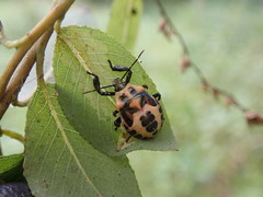 Asopinae