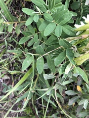 Astragalus americanus