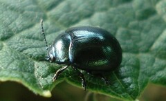 Chrysolina varians