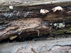 Hypomyces tremellicola