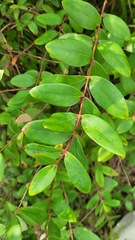 Hypericum monogynum