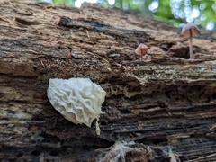Hypomyces tremellicola