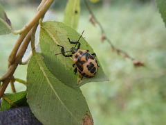 Asopinae
