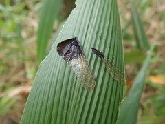 Rhyothemis triangularis