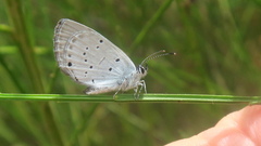 Cupido alcetas