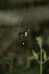 Nephila