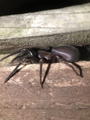 Segestriidae