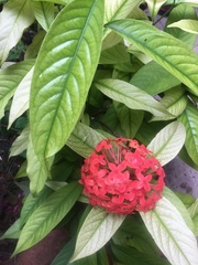 Ixora coccinea