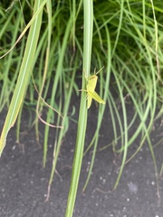 Patanga japonica