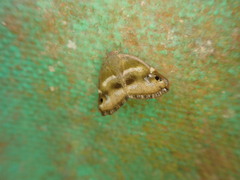 Ricania simulans