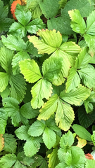 Fragaria