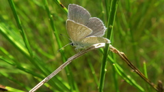 Cupido alcetas