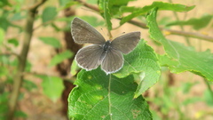 Cupido alcetas