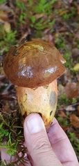 Neoboletus luridiformis
