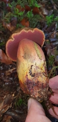 Neoboletus luridiformis