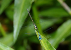 Austroagrion watsoni