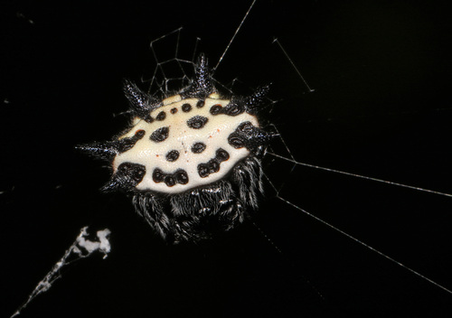 Spinybacked orbweaver