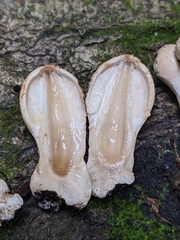 Coprinopsis variegata