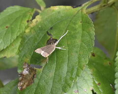 Lecithocera