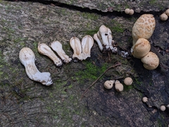 Coprinopsis variegata