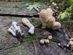 Coprinopsis variegata
