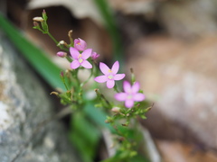 Centaurium erythraea