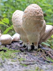 Coprinopsis variegata