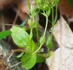 Centaurium erythraea