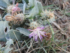 Centaurea seridis sonchifolia