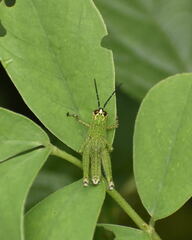 Acrididae